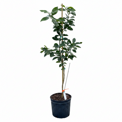 Valencia Orange Tree, Citrus Sinensis