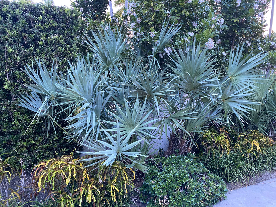 Silver Saw Palmetto, Georgia Silver outside view