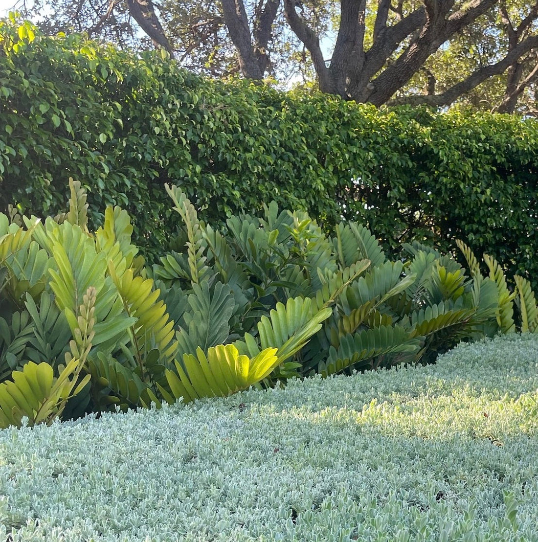 Cardboard Palm Tree, Zamia Furfuracea Cycad