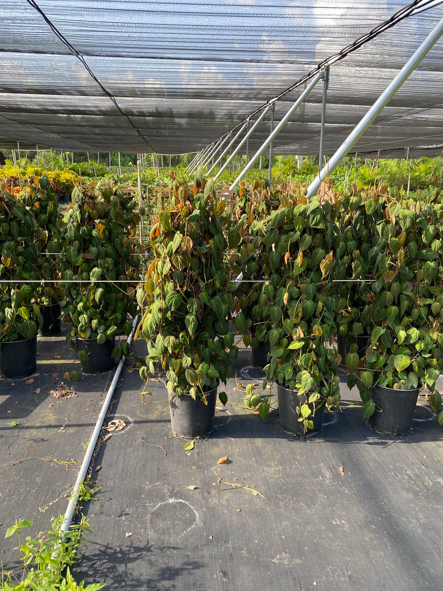 Philodendron Micans Plant Vines in Trellis