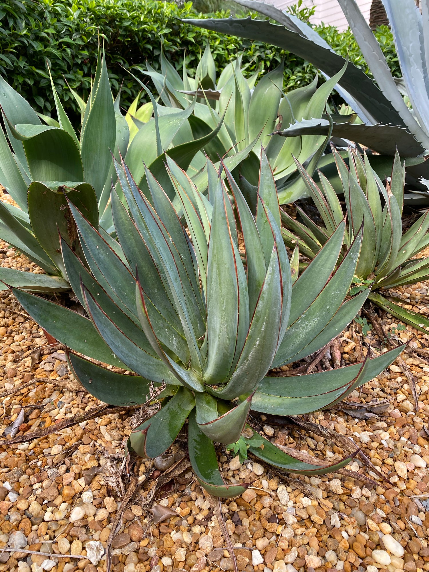 Agave Blue Glow