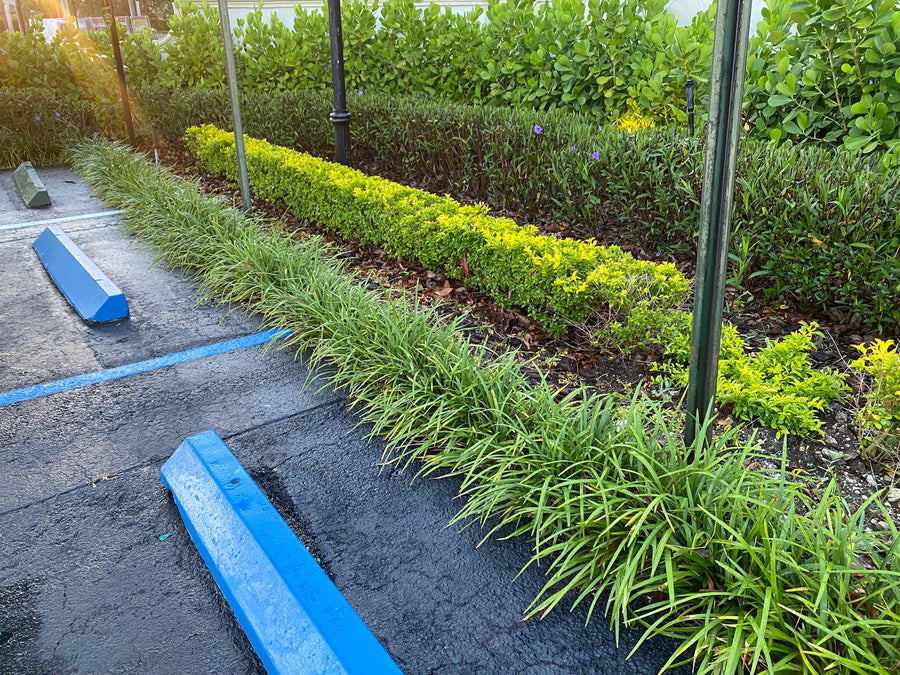 Liriope Muscari Super Blue, Monkey Grass