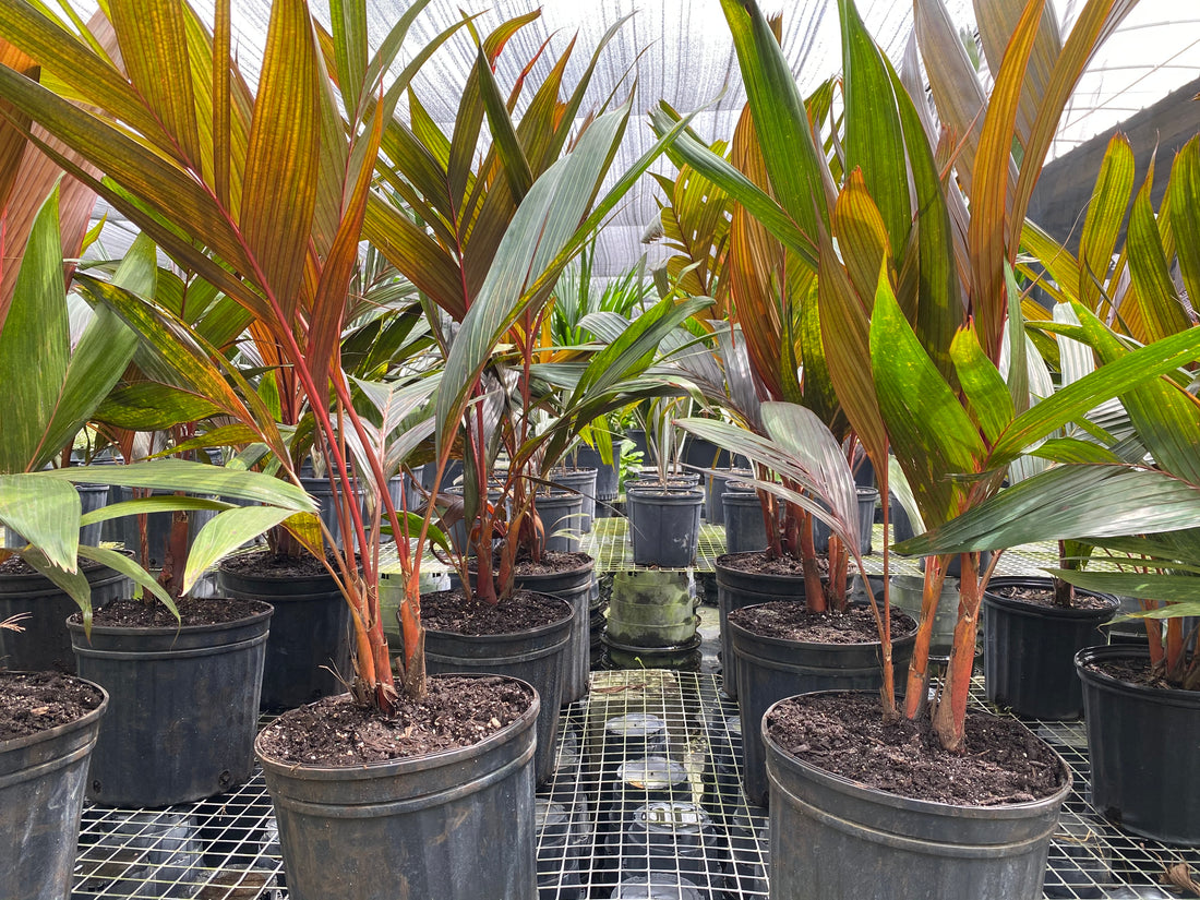 Areca Vestiaria, Red Crownshaft Palm, Rare and Exotic