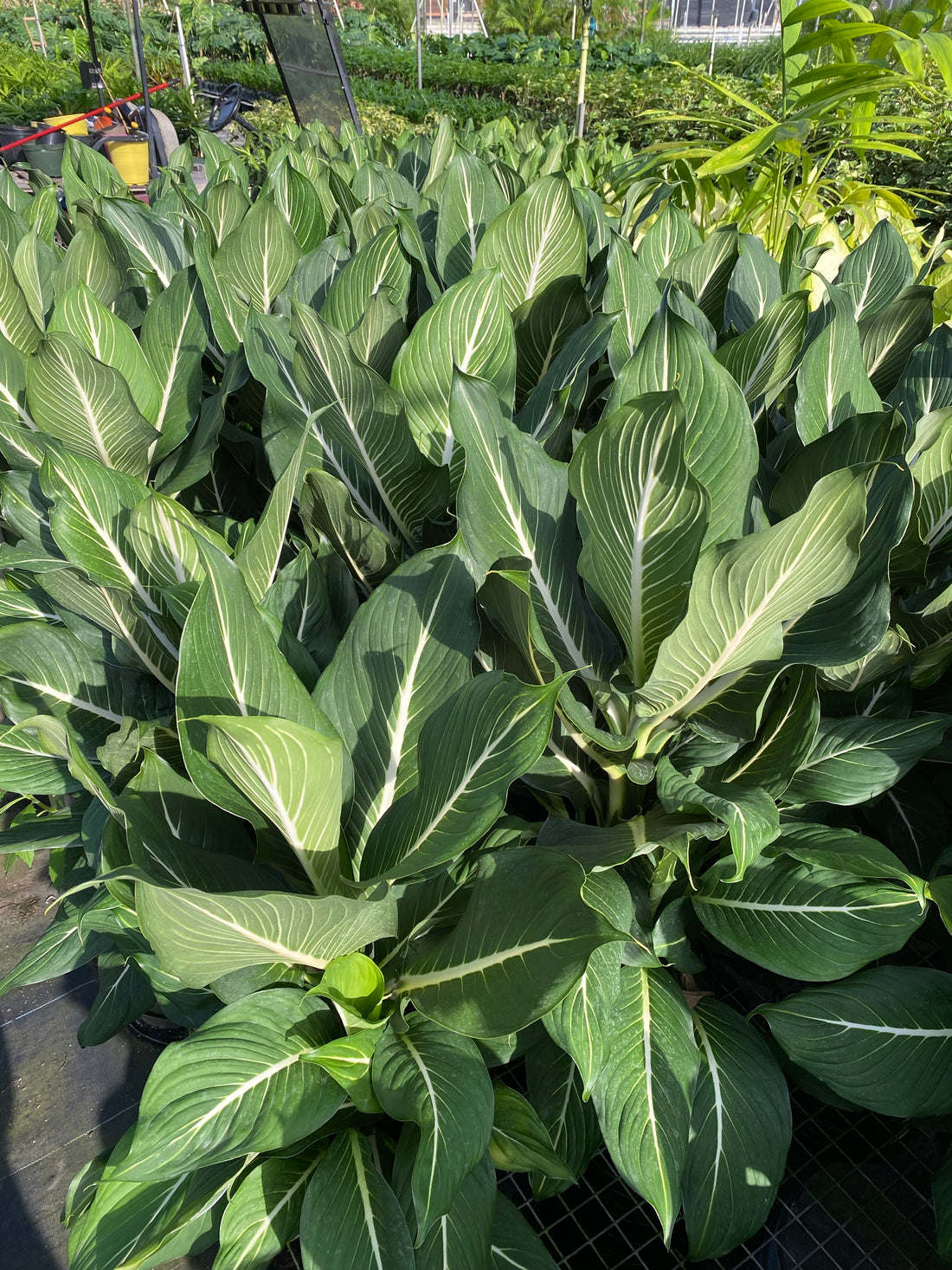 Dieffenbachia Sterling Dumb Cane White Veins