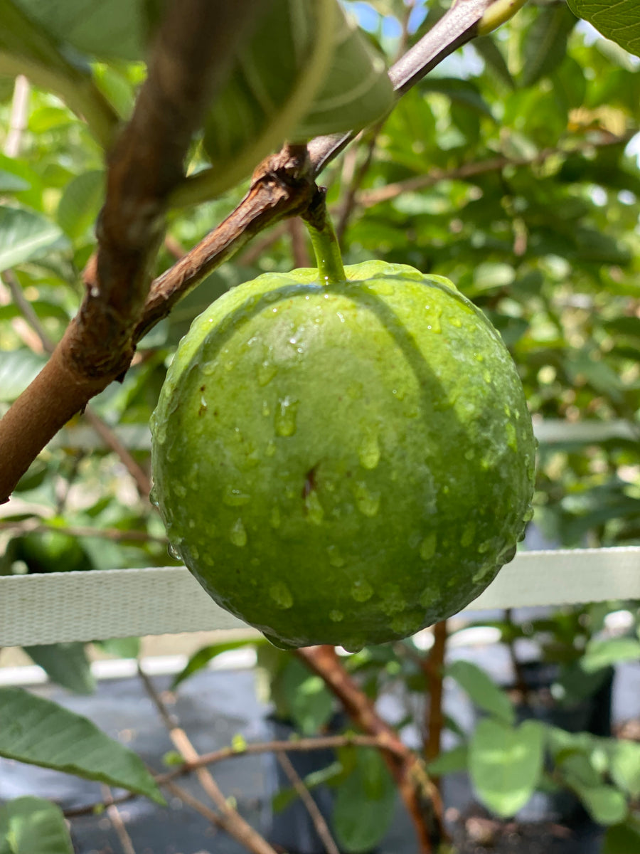 Ruby Supreme Guava Fruit Tree, Psidium Guajava