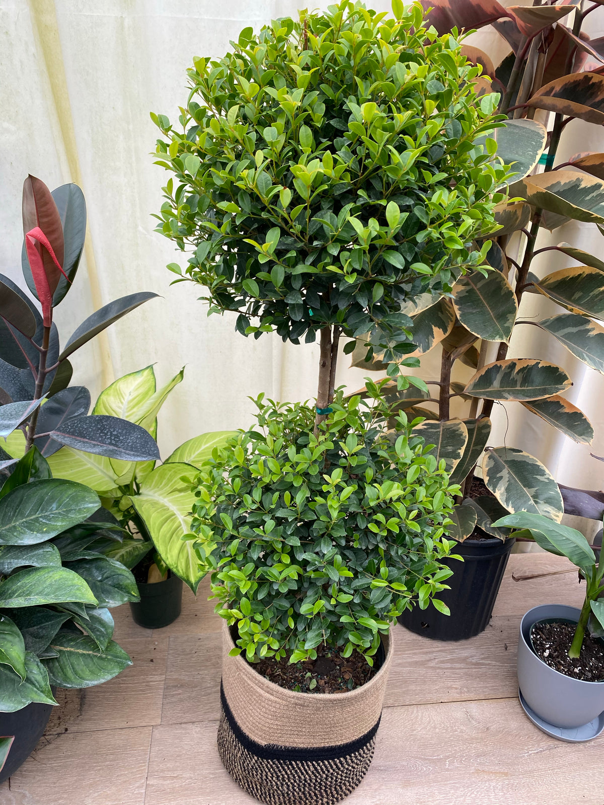 Stopary Tree Buy Topiary Eugenia 2-Ball Tree | Eureka Farms
