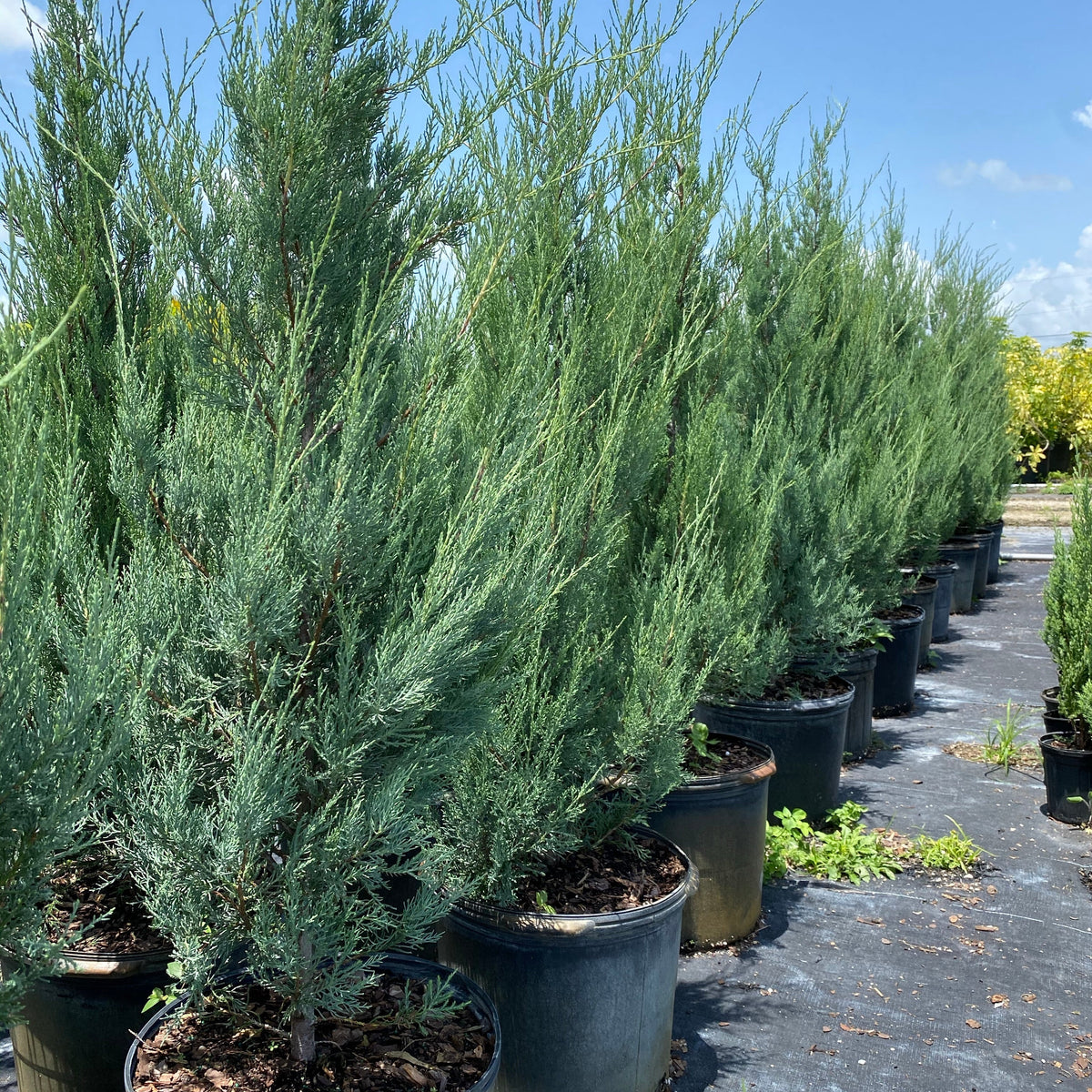 Burkii Eastern Red Cedar Juniper Tree | Buy 9pcs and SAVE – Eureka Farms