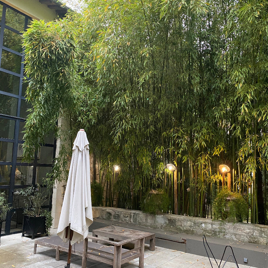 Alphonse Karr Bamboo, Bambusa multiplex