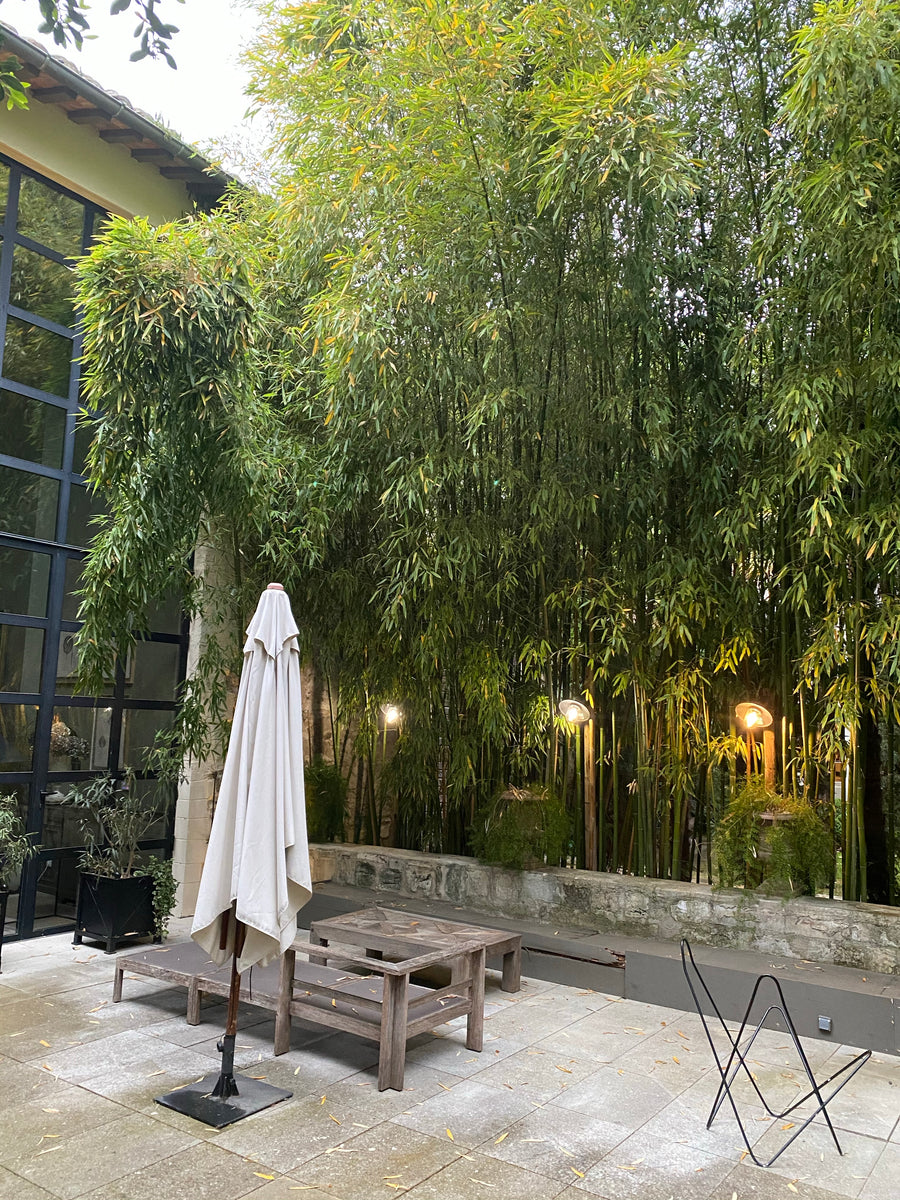 Alphonse Karr Bamboo, Bambusa multiplex
