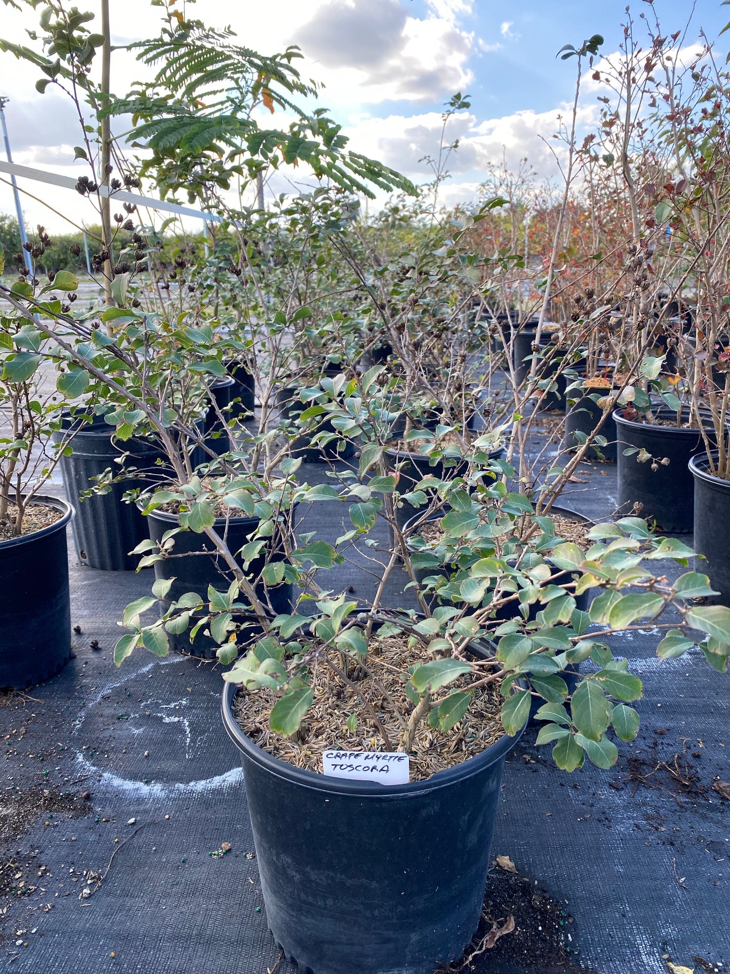 Crape Myrtle Rasberry Sundae Dual Color Red and Pink Flowering Tree