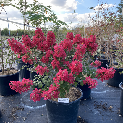 A potted flowering crape myrtle shrub with dense clusters of bright pink blossoms and green leaves, shown in a black nursery pot outdoors among other potted plants.