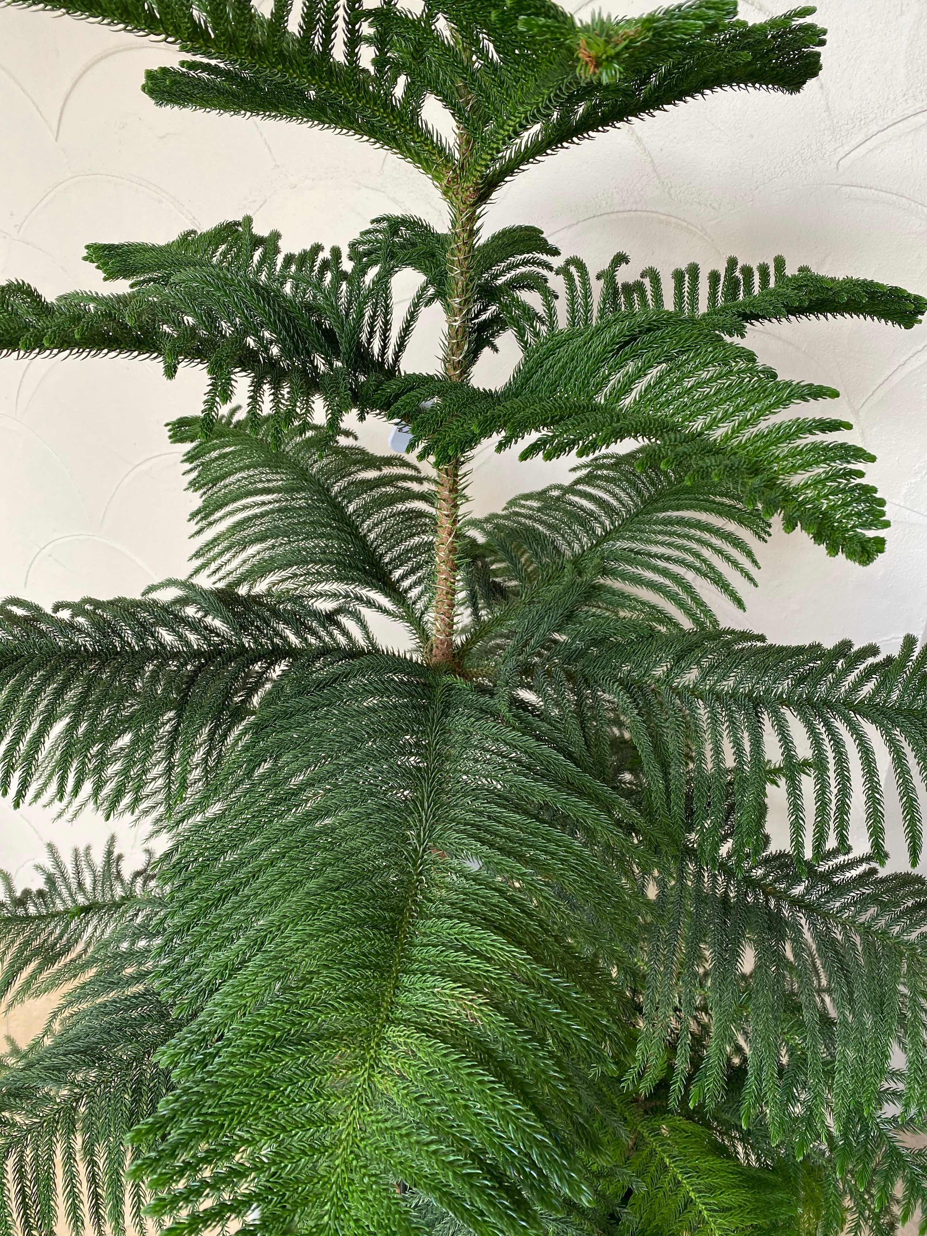 Norfolk Island pine, Christmas Tree