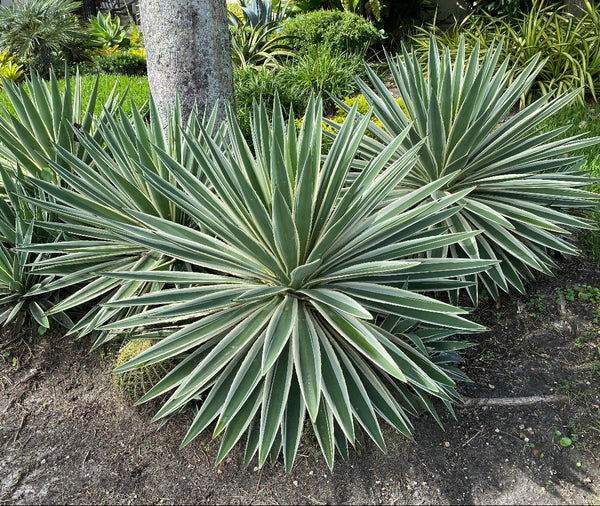 Buy Agave Angustifolia Marginata Online | Eureka Farms