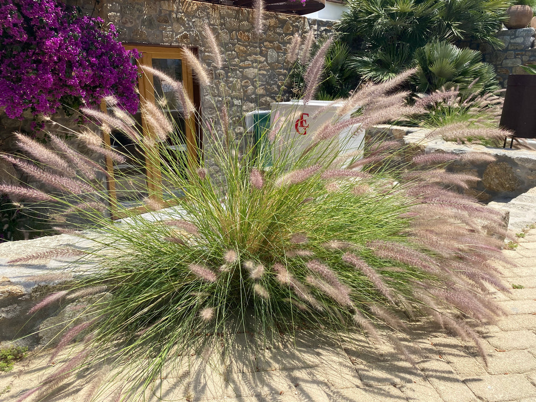 White Fountain Grass