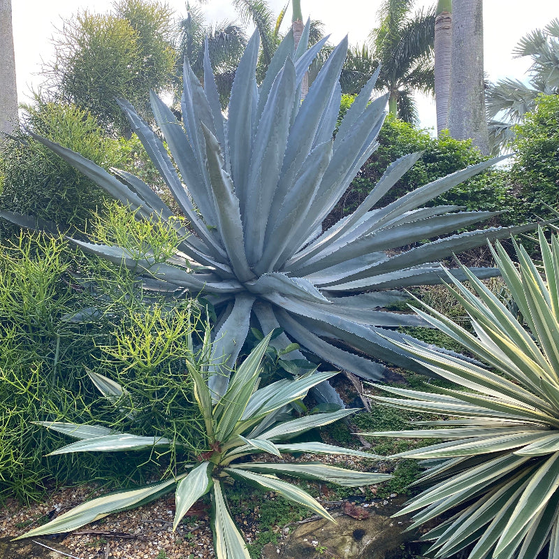 Large Mature Super Blue Agave Americana, Century Plant