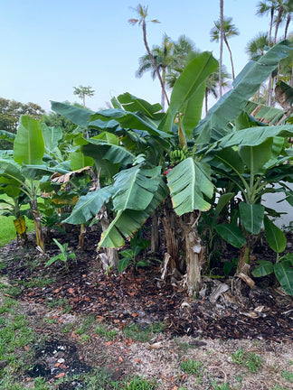 Ice Cream Banana Tree Musa Blue Java | Eureka Farms