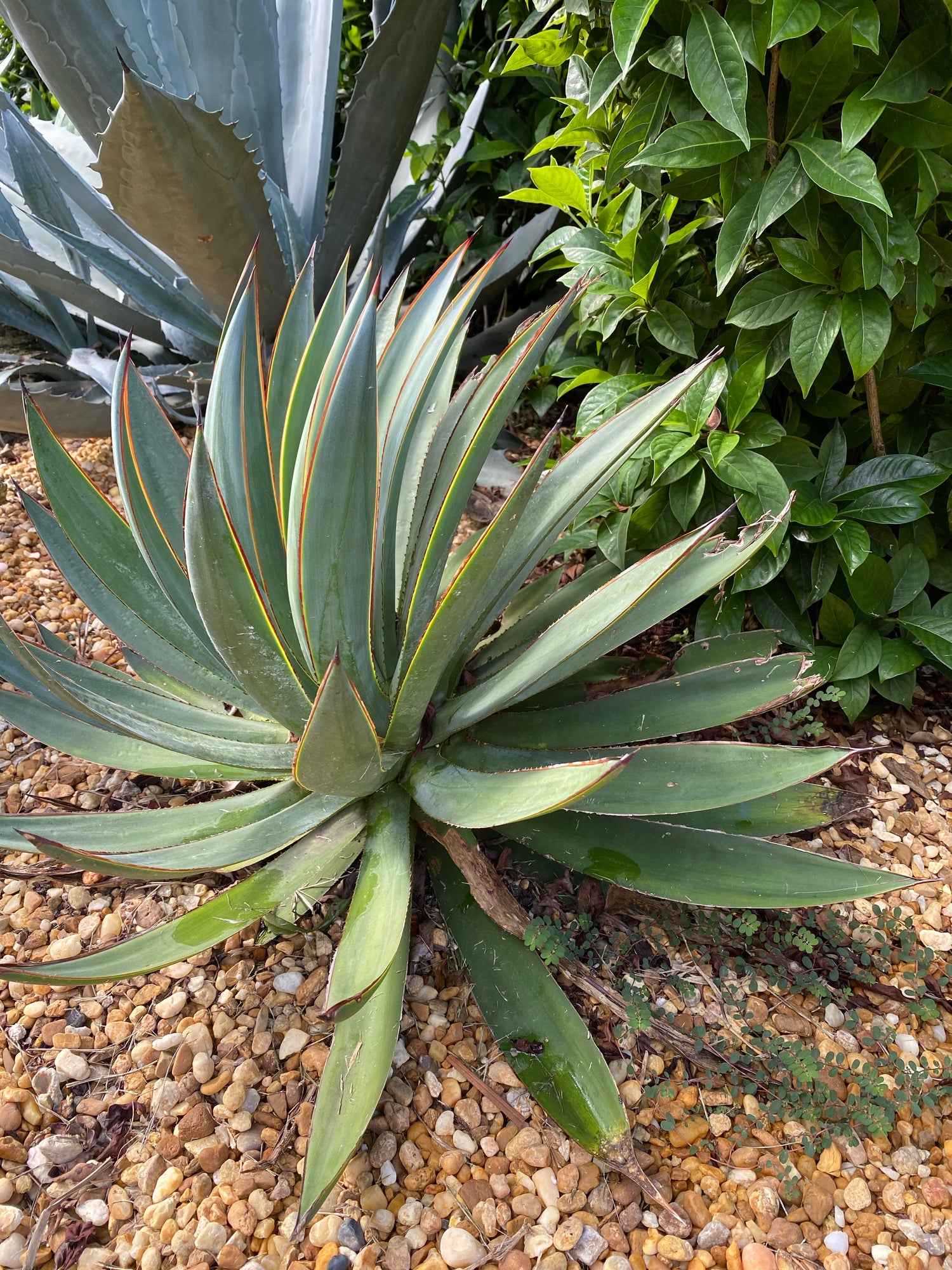 Agave Blue Glow