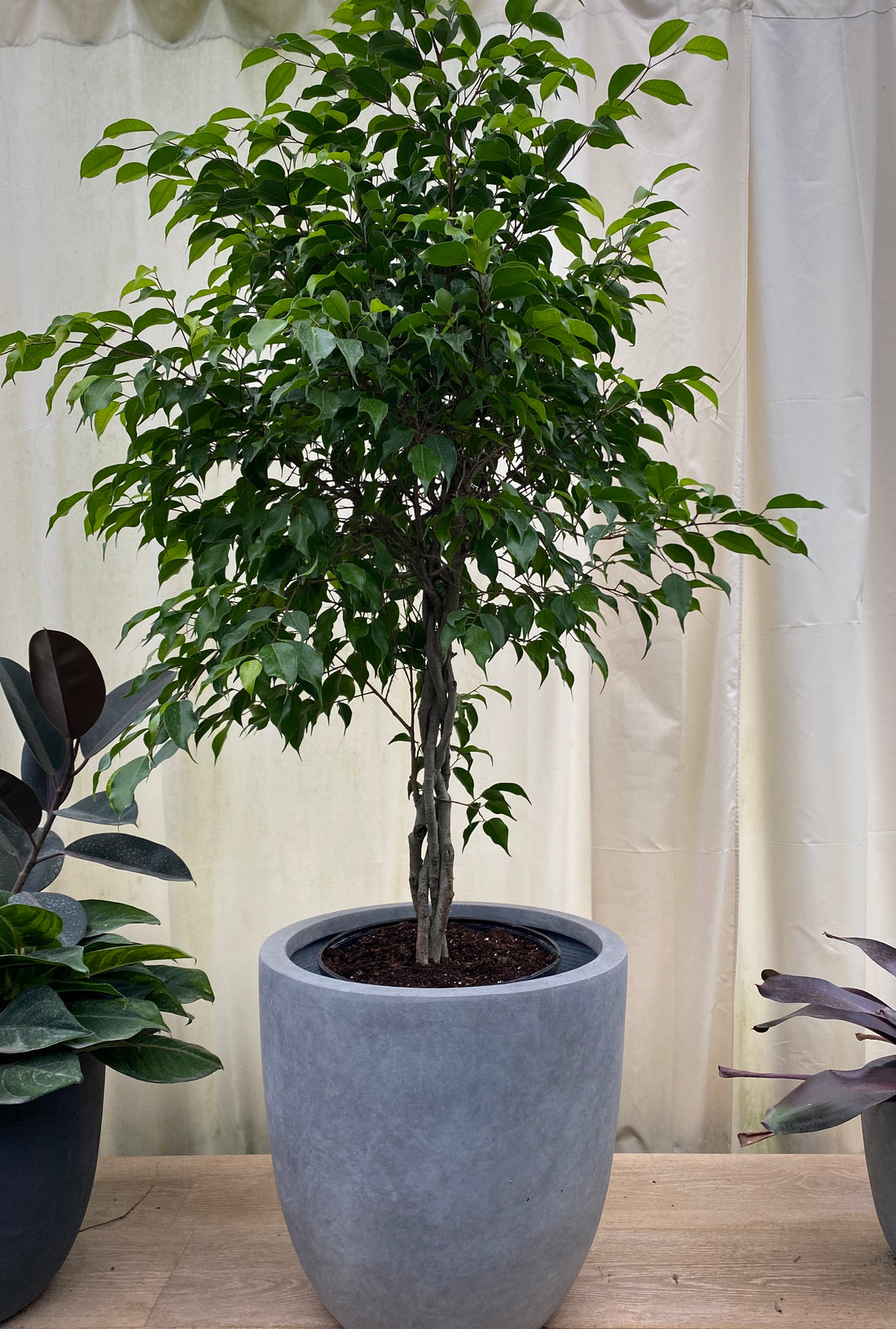 Braided Ficus Benjamina Tree, Weeping Fig