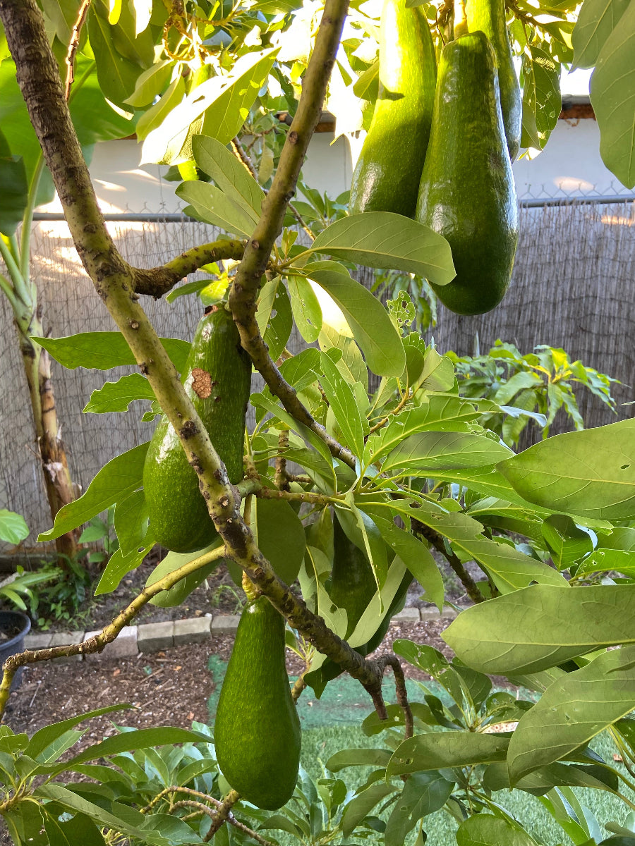 A young potted Russell Long Neck Avocado Fruit Tree (Persea americana) featuring a developing main trunk and lush