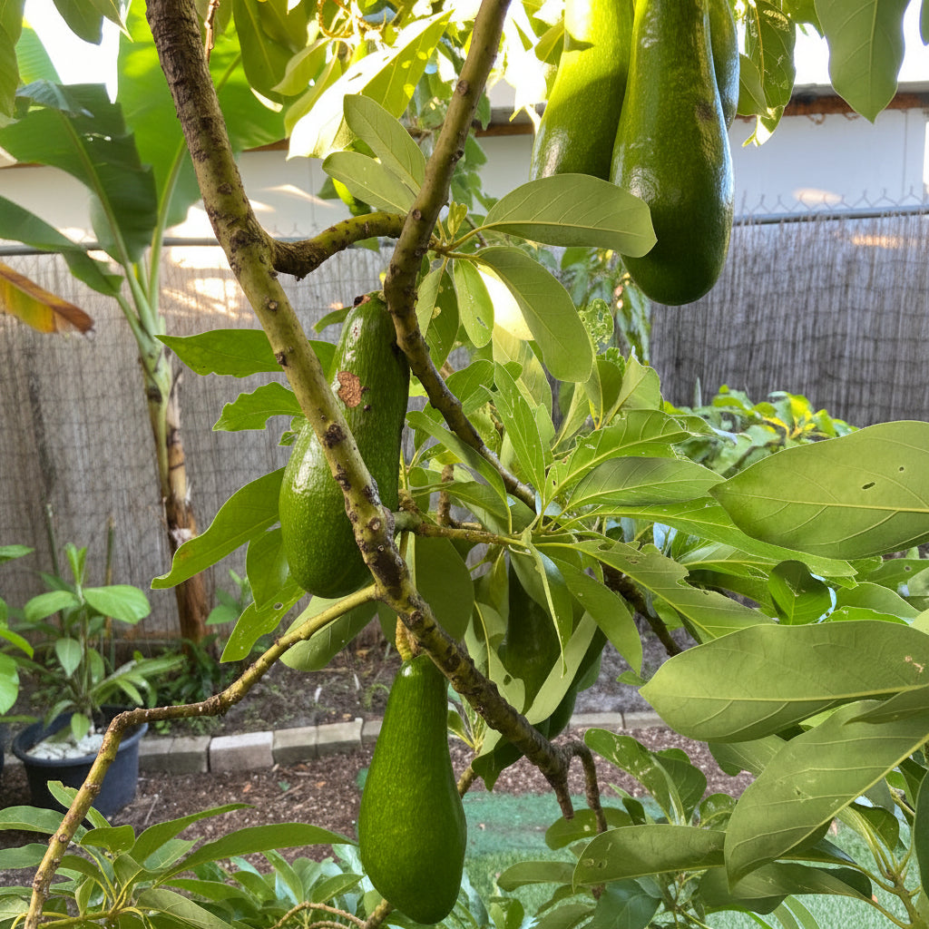 A mature planted Russell Long Neck Avocado Fruit Tree (Persea americana) featuring a developing main trunk and lush