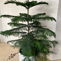 Norfolk Island pine, Christmas Tree