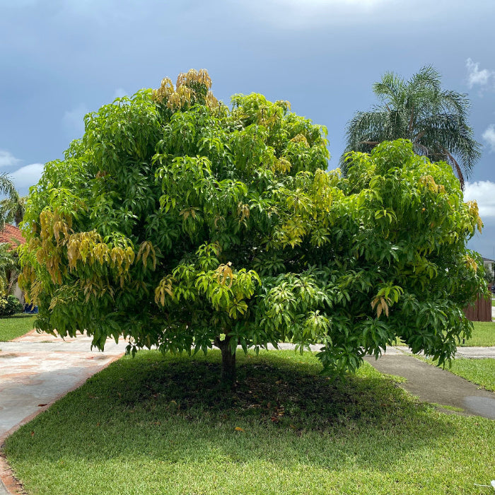 A photo of a mango fruit tree with green leaves and numerous hanging mangoes planted in ground