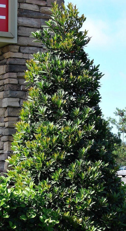 Topiary Cone Japanese Blueberry Tree