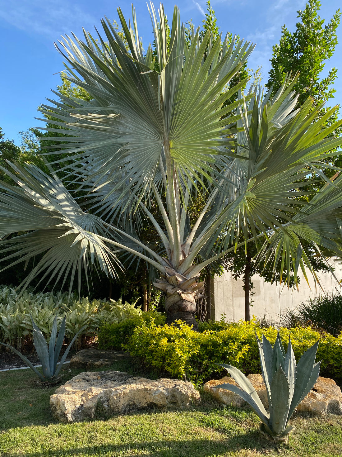 Bismarckia Nobilis, Silver Bismarck Palm – Eureka Farms