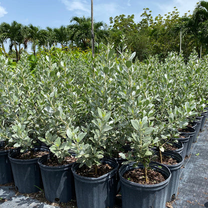 Bush Form Explore Our Silver Buttonwood Bush Form | Eureka Farms