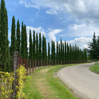 Italian Cypress, Mediterranean Cypress