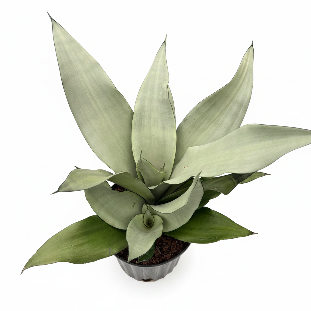 Sansevieria Moonshine Snake Plant