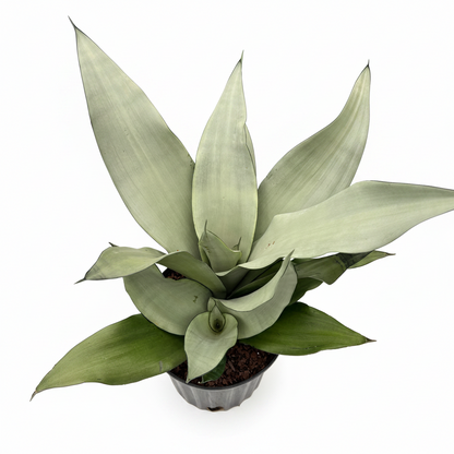 Sansevieria Moonshine Snake Plant