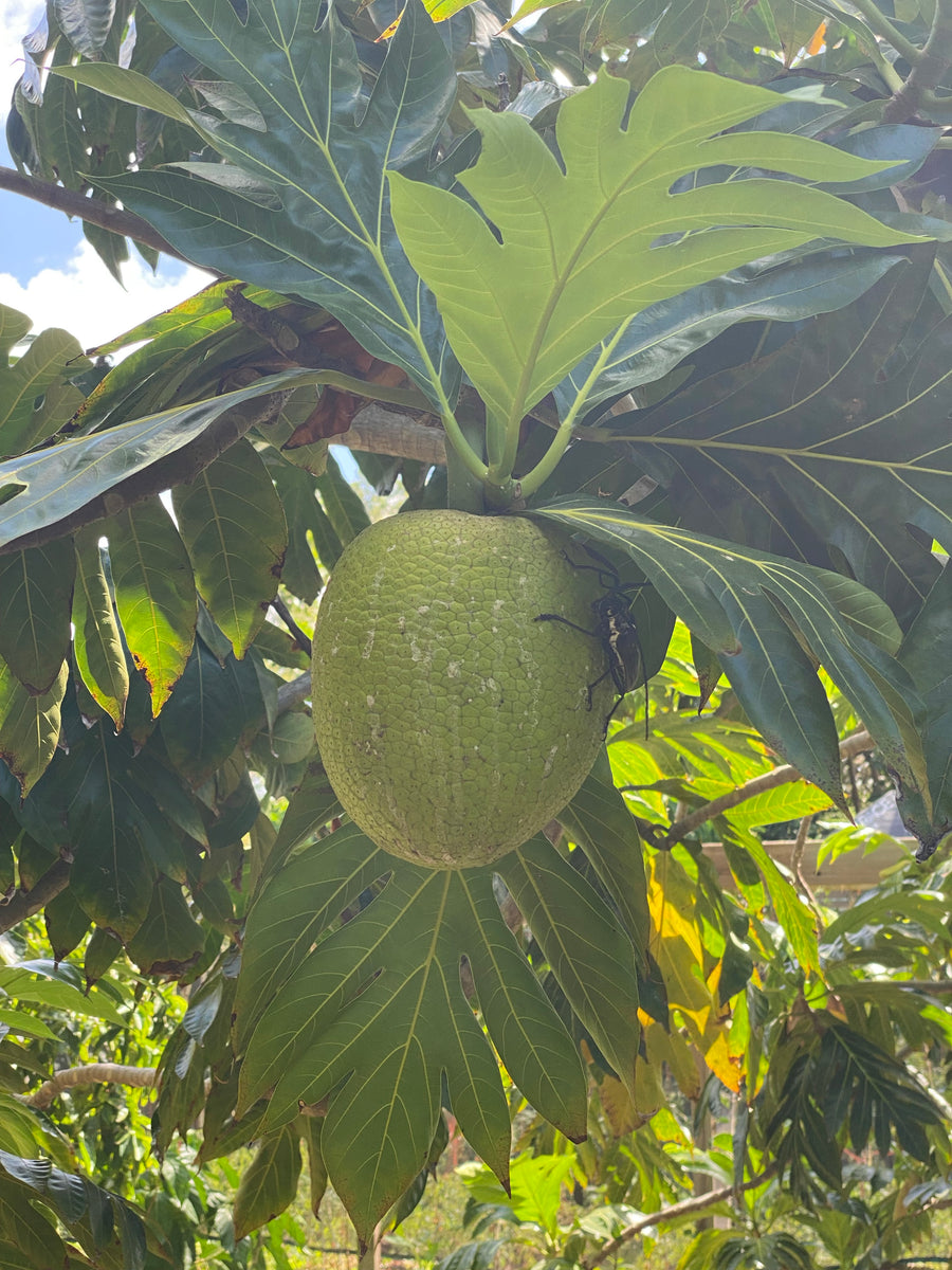 Jackfruit Tree Artocarpus heterophyllus
