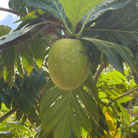 Jackfruit Tree Artocarpus heterophyllus