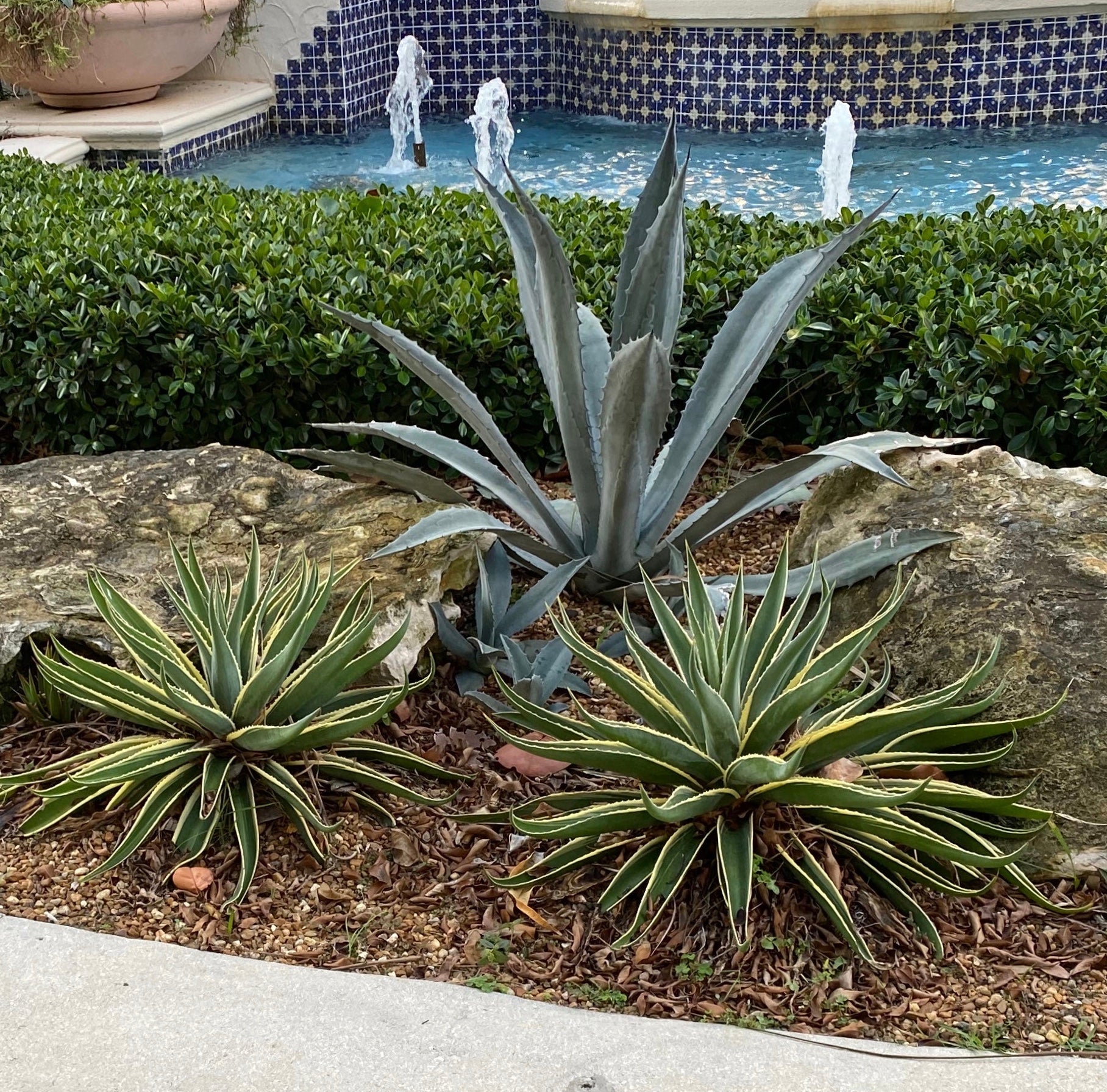 agave succulent garden Agave Desmettiana Variegata Dwarf Century Plant