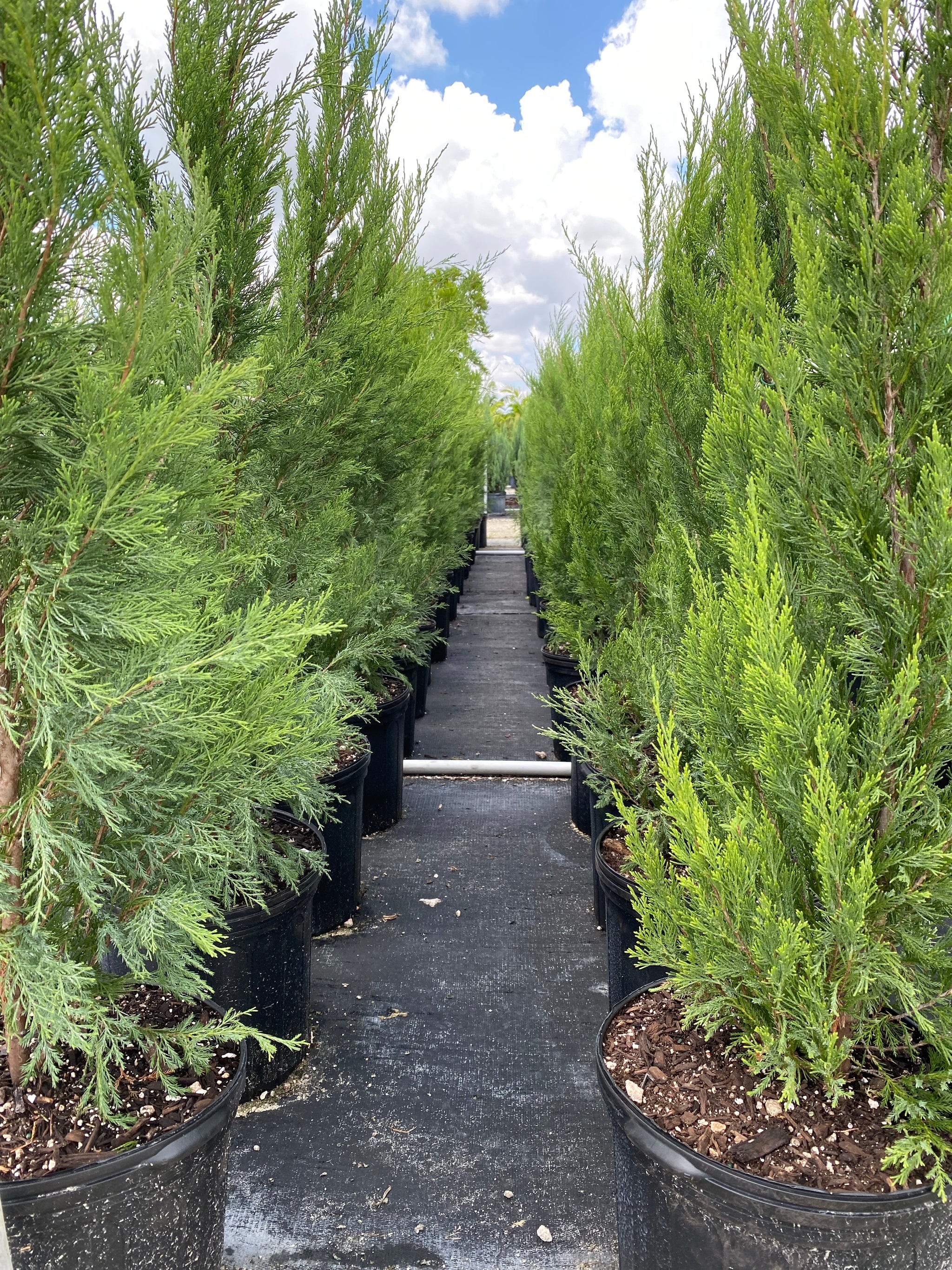 Spartan Juniper Tree, Fast Growing Tree – Eureka Farms