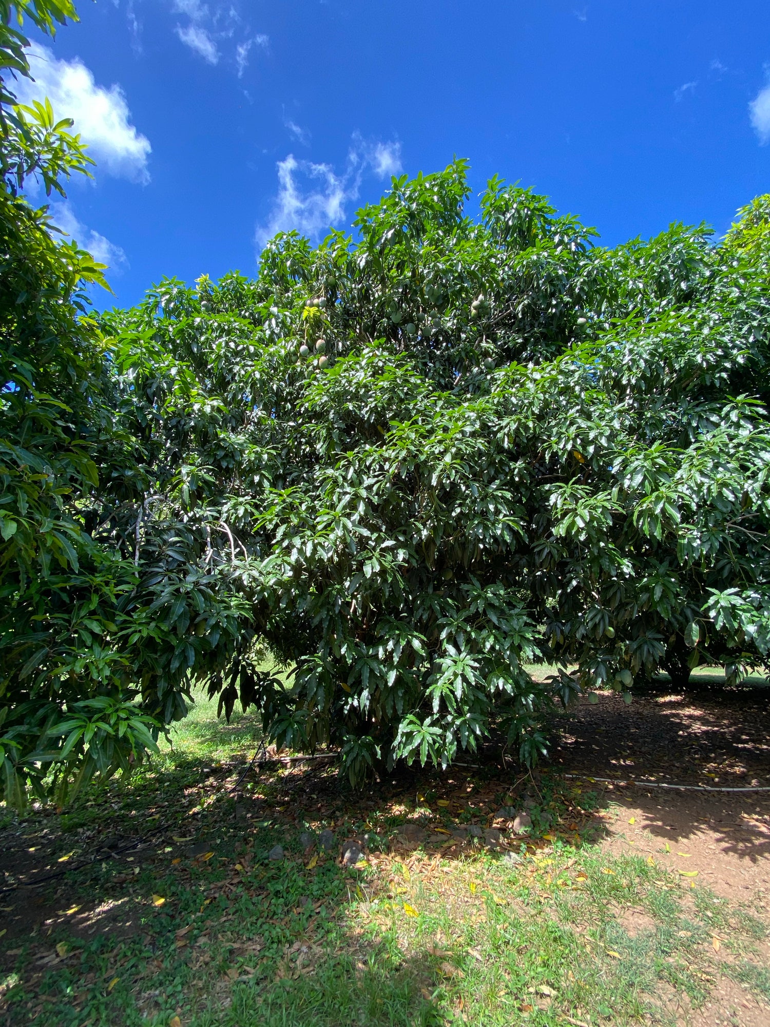 Tommy Atkins Mango Fruit Tree, Mangifera indica