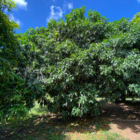 Tommy Atkins Mango Fruit Tree, Mangifera indica