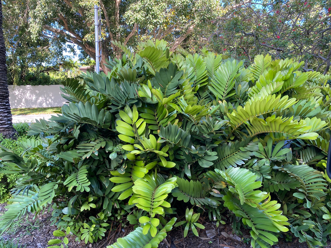 Cardboard Palm Tree, Zamia Furfuracea Cycad