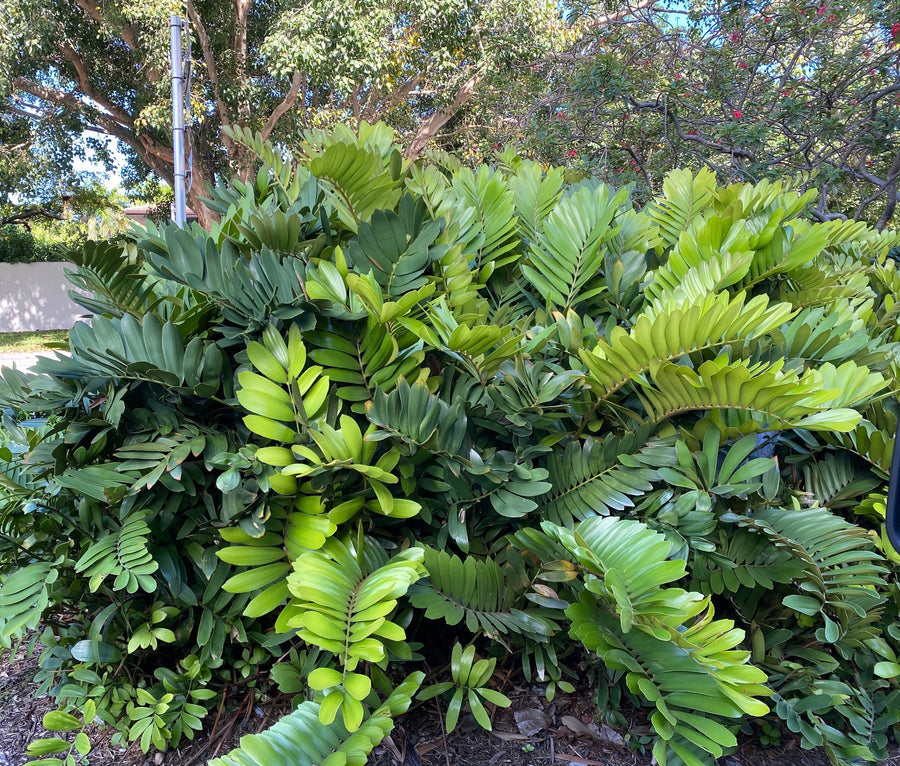 Cardboard Palm Tree, Zamia Furfuracea Cycad