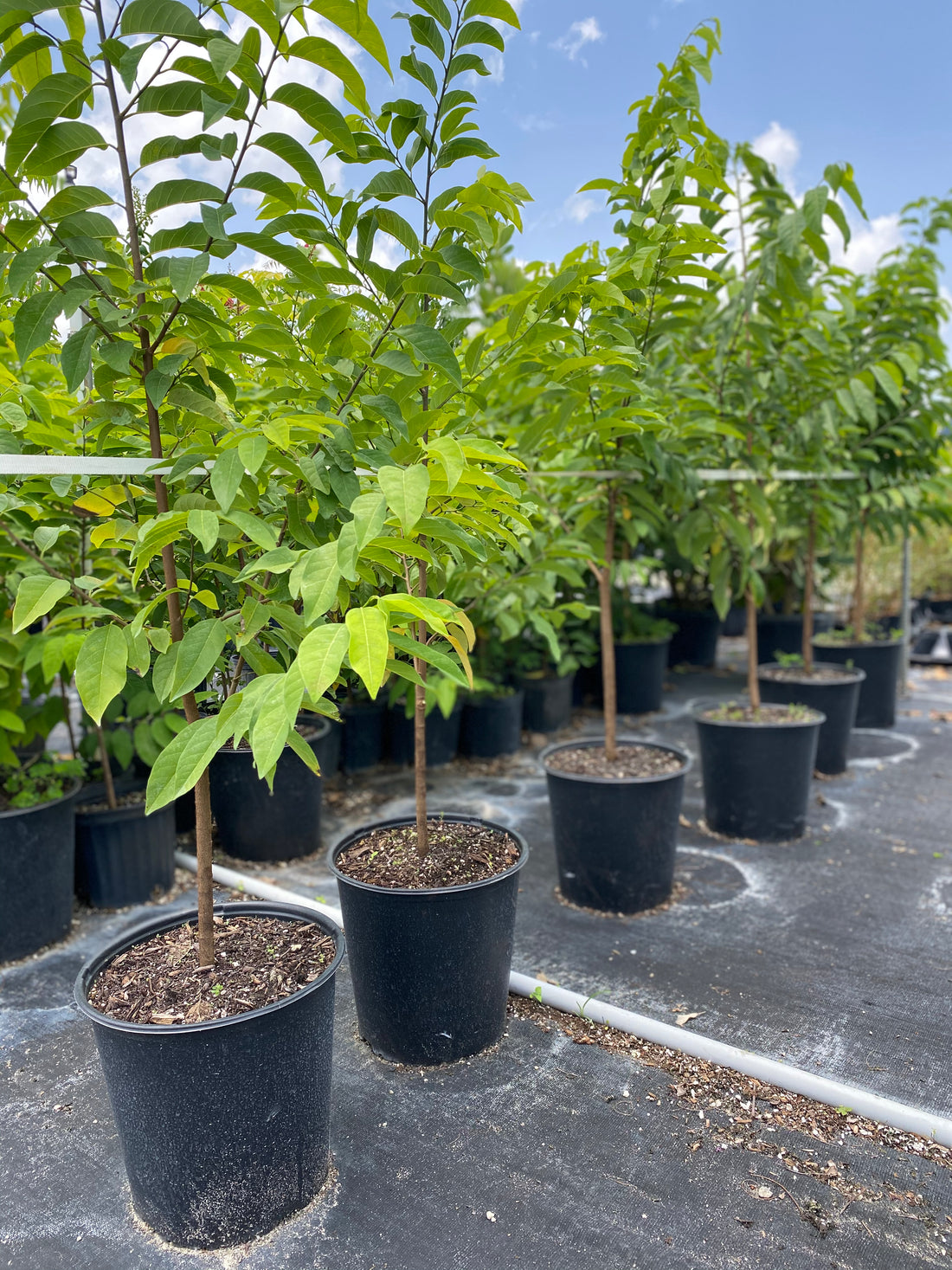 Sugar Apple Fruit Tree, Sweetsop Tree