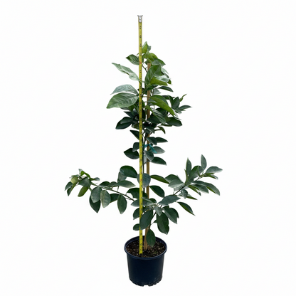 Navel Orange Tree