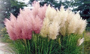 Pink Pampas Ornamental Grass, Buy 9pcs Save More – Eureka Farms