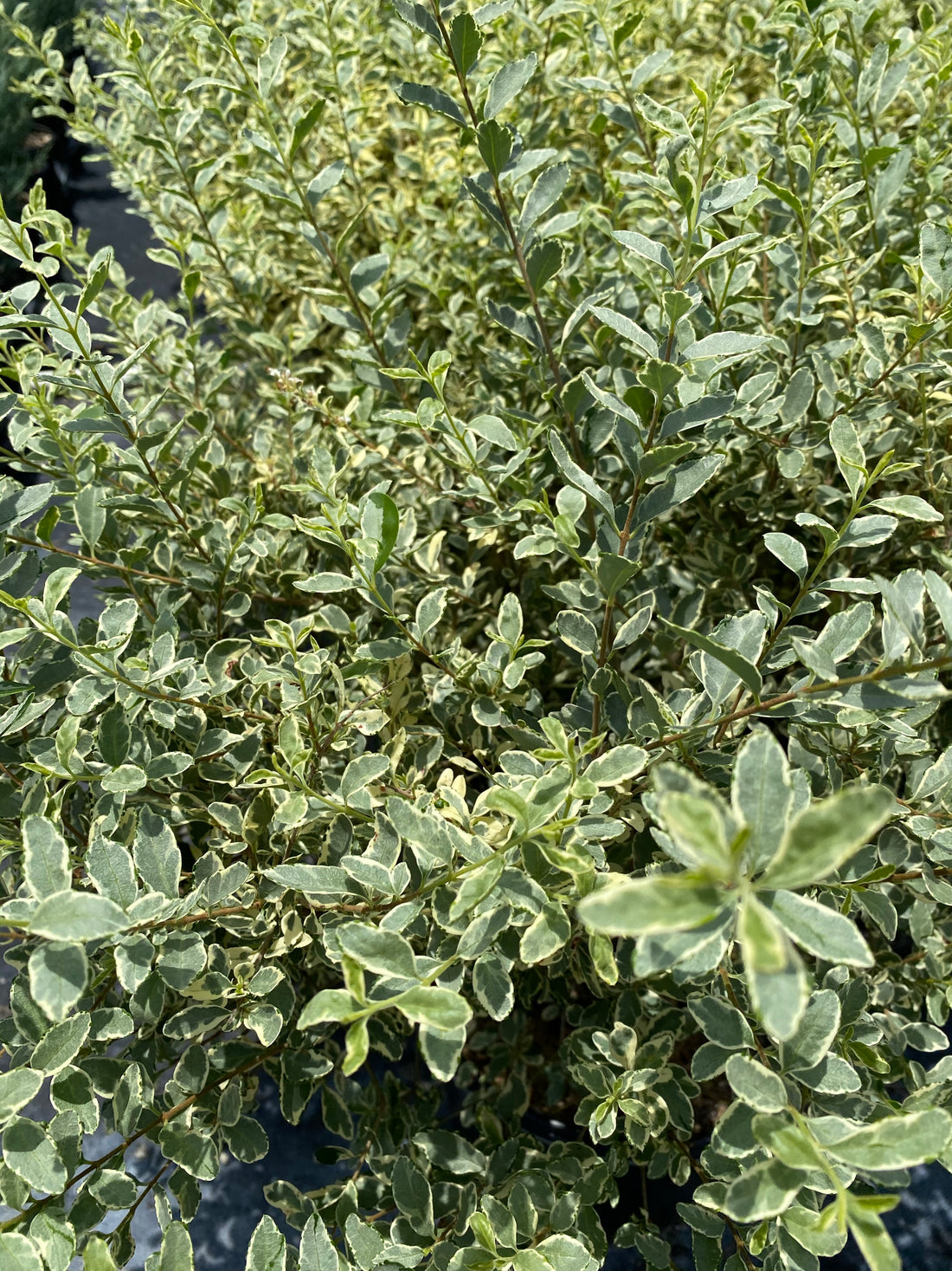 leaves of Ligustrum Sinense Variegated Privet Tree outside view