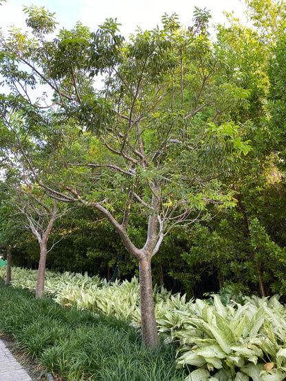Gumbo Limbo Tree, Bursera Simaruba
