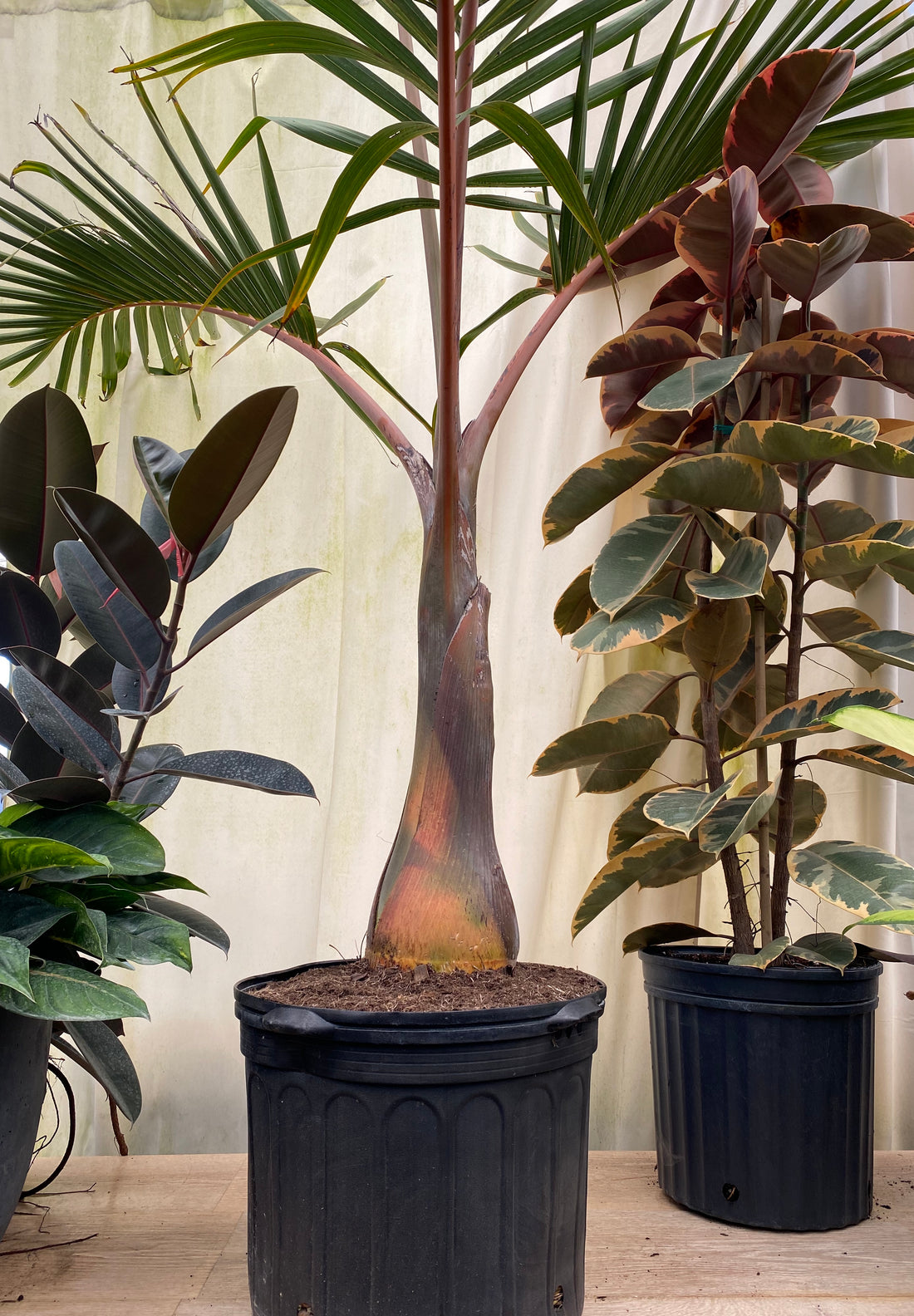 Bottle Palm, Hyophorbe lagenicaulis