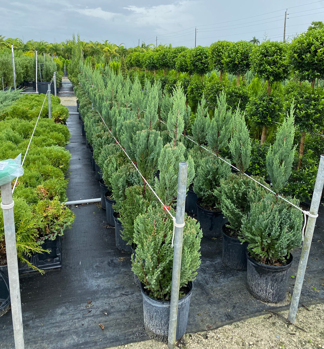 Topiary Trees, Triple Ball Blue Point Juniper