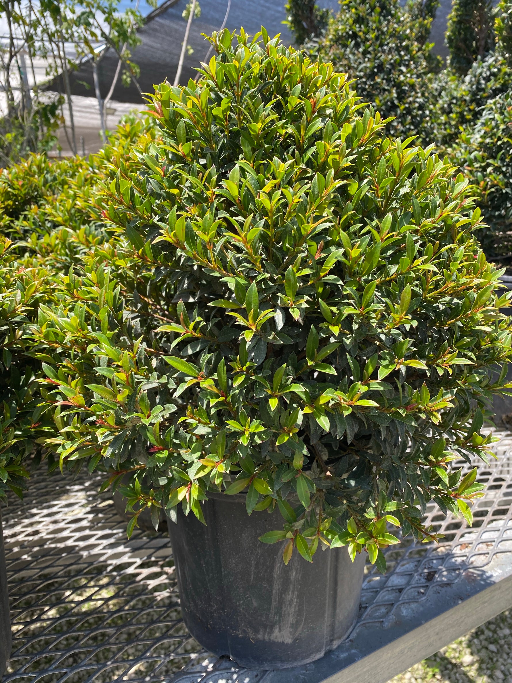 Shop Our Topiary Eugenia Sphere Tree | Eureka Farms