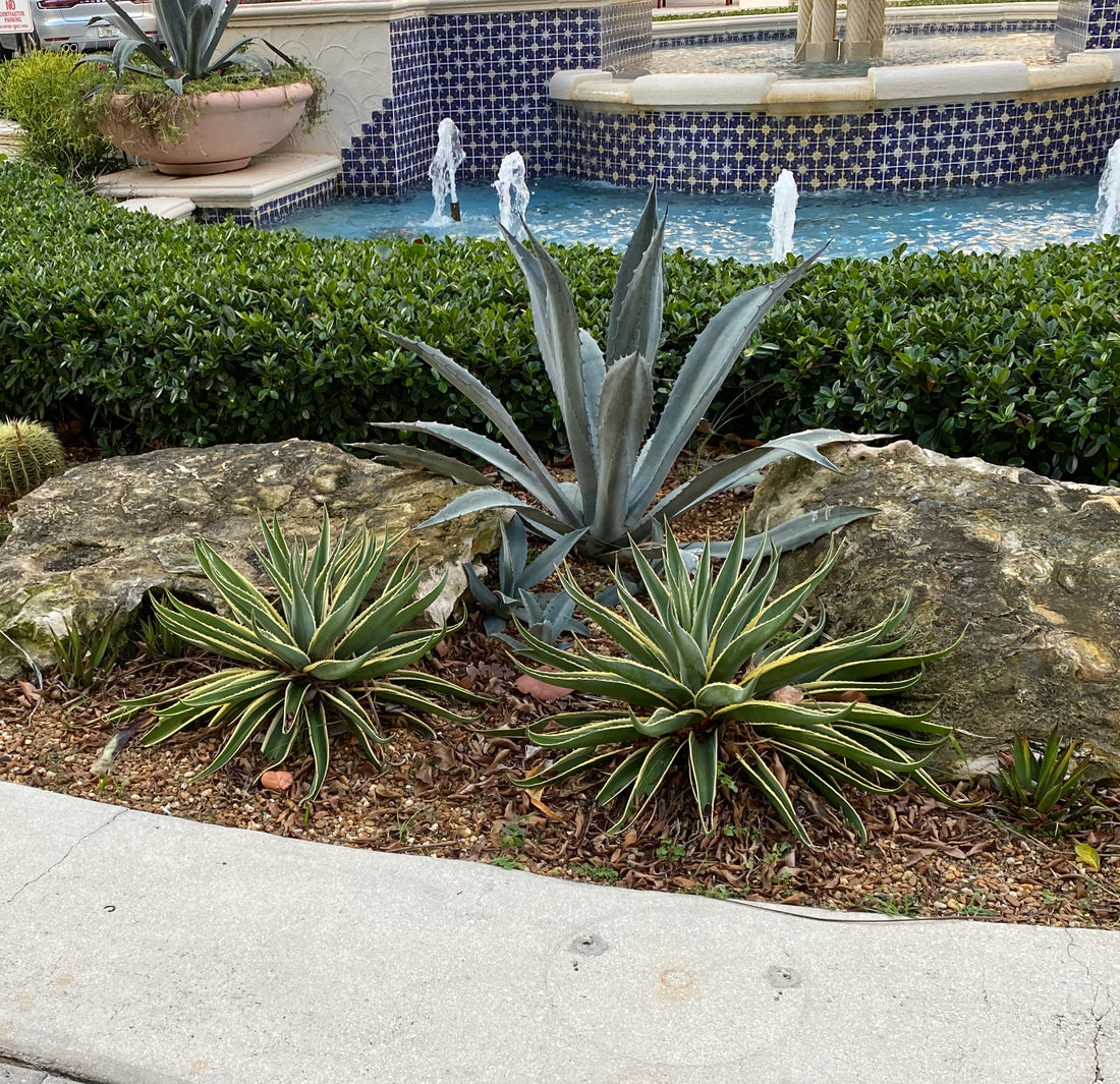 Agave Desmettiana Dwarf Century Plant