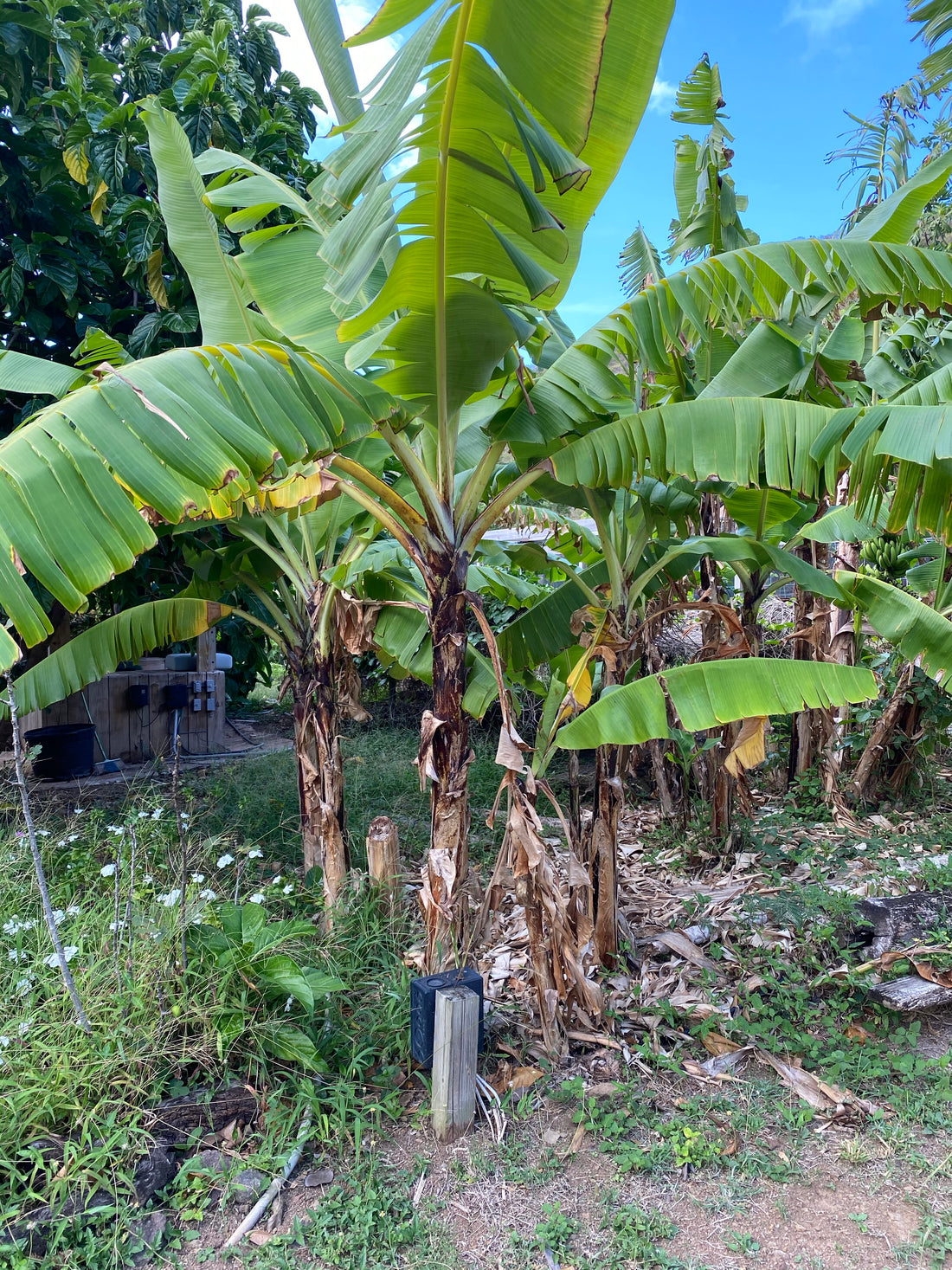 Grand Nain Musa Banana Fruit Tree